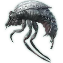Choke Cowboy Beetle