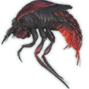 Fire Cowboy Beetle