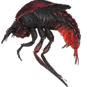 Fire Beetle
