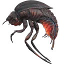 Stalker Beetle